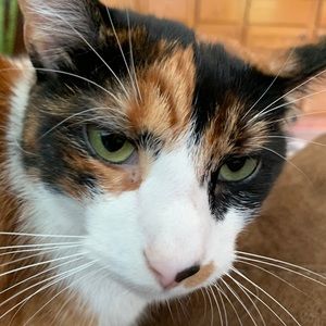 Meet your Posher, Tessa